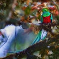 Portrait of sacred bird. Resplendent Quetzal in its natural environment. Pharomachrus mocinno, long-tailed, red and iridescent