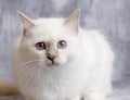 A portrait of sacred cat of burma with bluish background Royalty Free Stock Photo