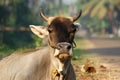 Portrait of the sacred cows of India, Kerala, South India