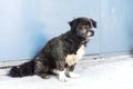 Portrait of a sad black shaggy homeless dog sitting on the street in the city Royalty Free Stock Photo