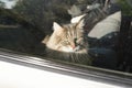 Portrait of a sad cat sitting in the car. Angry, green-eyed, gray cat trapped inside the car. Road trip with an animal