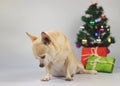 Sad chihuahua dog feel guilty, looking down, sitting on white background with Christmas tree, gift boxes