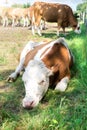 Portrait of a sad cow. The sad cow lies on the grass in the shade. Flies are sitting on a cow, biting her