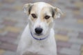 Portrait of sad cross-breed white dog wearing blue collar Royalty Free Stock Photo