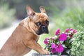 Portrait of sad cute french bulldog dog is standing near flowers at nature and looking Royalty Free Stock Photo