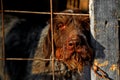 Portrait of a sad dog in captivity Royalty Free Stock Photo