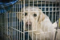 Portrait of a sad dog labrador in an iron cage Royalty Free Stock Photo