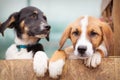 Portrait of sad dog puppied behind fence Royalty Free Stock Photo