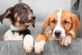 Portrait of sad dog puppies behind fence Royalty Free Stock Photo