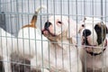 Portrait of a sad dog puppy american bulldog in an iron cage Royalty Free Stock Photo