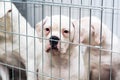 Portrait of a sad dog puppy american bulldog in an iron cage Royalty Free Stock Photo