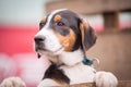 Portrait of sad dog puppy in shelter behind fence Royalty Free Stock Photo