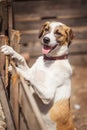 Portrait of sad dog puppy in shelter behind fence Royalty Free Stock Photo