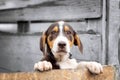 Portrait of sad dog puppy in shelter behind fence Royalty Free Stock Photo