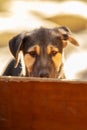 Portrait of sad dog puppy in shelter behind fence Royalty Free Stock Photo