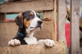 Portrait of sad dog puppy in shelter behind fence Royalty Free Stock Photo