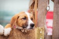 Portrait of sad dog puppy in shelter behind fence Royalty Free Stock Photo