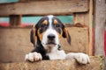 Portrait of sad dog puppy in shelter behind fence Royalty Free Stock Photo