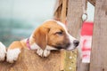 Portrait of sad dog puppy in shelter behind fence Royalty Free Stock Photo