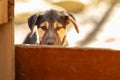 Portrait of sad dog puppy in shelter behind fence Royalty Free Stock Photo