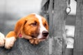 Portrait of sad dog puppy behind fence Royalty Free Stock Photo