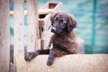 Portrait of sad dog puppy in shelter behind fence Royalty Free Stock Photo