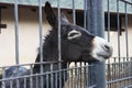 Sad donkey in the cage Royalty Free Stock Photo