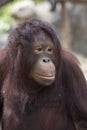 Portrait of a sad face of an orangutan Royalty Free Stock Photo