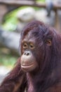 Portrait of a sad face of an orangutan Royalty Free Stock Photo