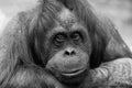 Portrait of a sad female of an orangutan Royalty Free Stock Photo