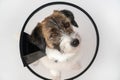 Portrait of a sad Jack Russell Terrier in a medical collar on a white background. Close-up