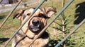 Portrait of a sad kotra dog stands behind a metal fence in the yard. A large brown dog sits on the territory of the house. Concept