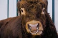 Large brown bull looking at camera at agricultural animal exhibition - close up Royalty Free Stock Photo