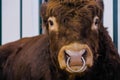 Large brown bull looking at camera at agricultural animal exhibition - close up Royalty Free Stock Photo