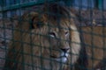 Portrait of sad lion in the cage