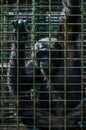 Portrait of sad looking chimp or chimpanzee in metal cage Royalty Free Stock Photo