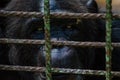 Portrait of sad looking chimp or chimpanzee in metal cage Royalty Free Stock Photo