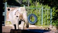 portrait of a sad-looking elephant in a city zoo. in a sunny day Royalty Free Stock Photo