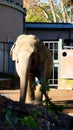 portrait of a sad-looking elephant in a city zoo. in a sunny day Royalty Free Stock Photo