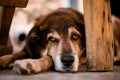 portrait of sad-looking street dog lying on floor and looking at the camera