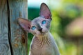 Portrait of sad male kitten of Sphynx Hairless breed on natural blurred green background looking up
