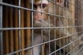 Portrait of a sad monkey in a cage. selective focus Royalty Free Stock Photo