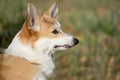 Portrait of a sad pembroke welsh corgi puppy. Close up Royalty Free Stock Photo