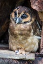 Portrait of sad screech owl also with large beautiful brown eyes, feathers eyebrows and sharp claws disturbed during a Royalty Free Stock Photo