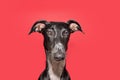 Portrait sad, serious or worried greyhound dog expression. Isolated on red, magenta background Royalty Free Stock Photo