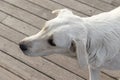 Portrait of a sad white stray dog. High-angle shot. Royalty Free Stock Photo