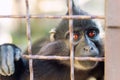 Portrait of sad wild mokey hopelessly looking through metal cage. Caged ape with despair depressed expression. Stop animal abuse