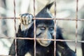 Portrait of sad wild mokey hopelessly looking through metal cage. Caged ape with despair depressed expression. Stop animal abuse