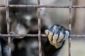 Portrait of sad wild mokey hopelessly putting hand through metal cage. Caged ape with showing despair depressed expression. Stop Royalty Free Stock Photo