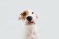 Portrait sad and worried american staffordshire dog. Isolated on gray background